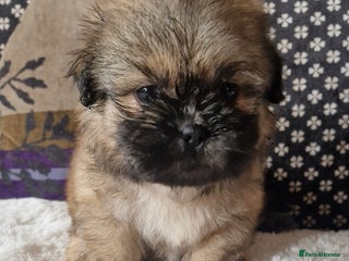 Shih Tzu dogs - Advert 1
