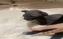 Sphynx cats for sale: Beautiful Sphynx cross orinetal kittens  - Advert 18