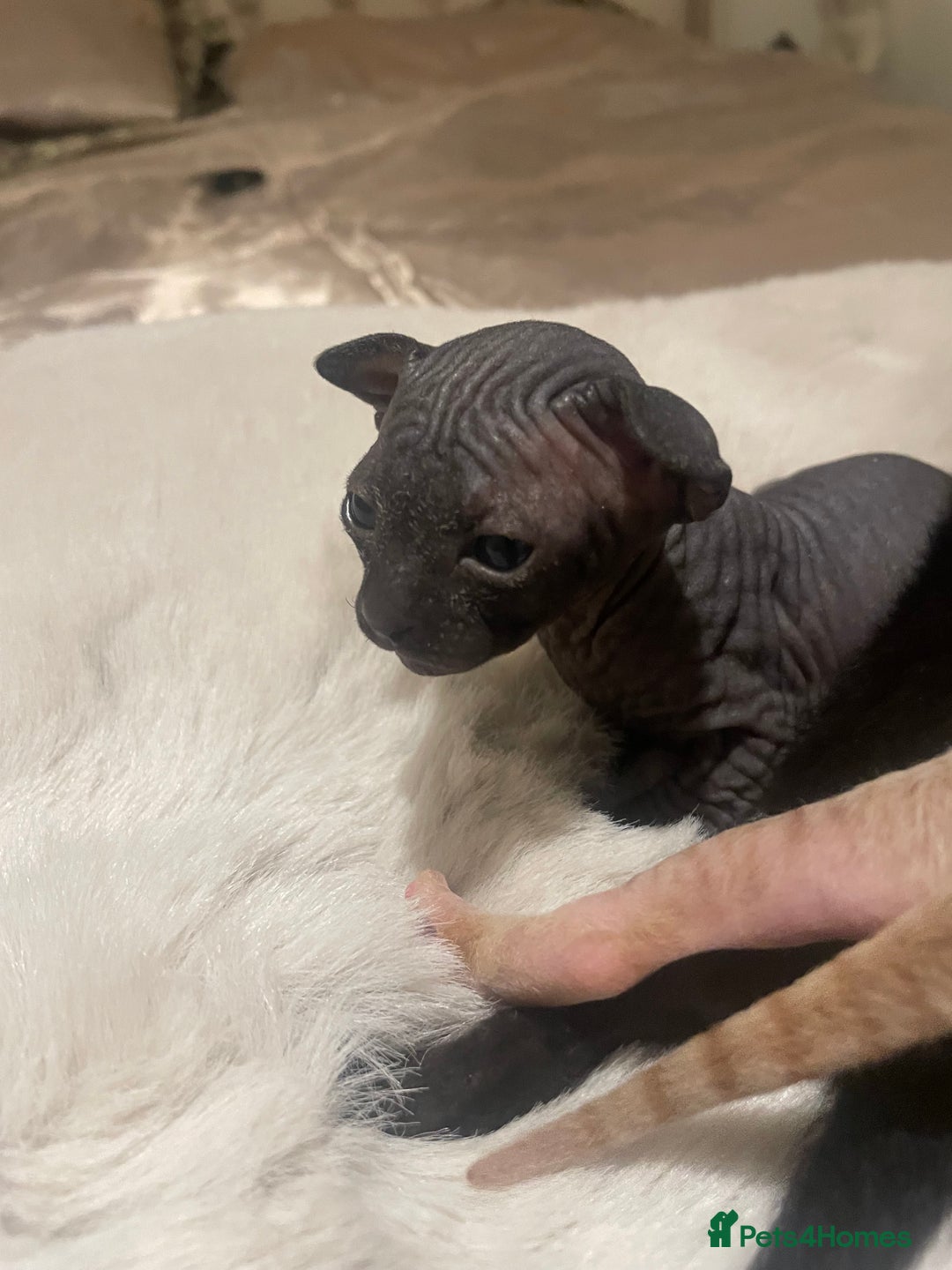 Sphynx cats for sale: Beautiful Sphynx cross orinetal kittens  - Advert 18