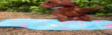 Cockapoo 2