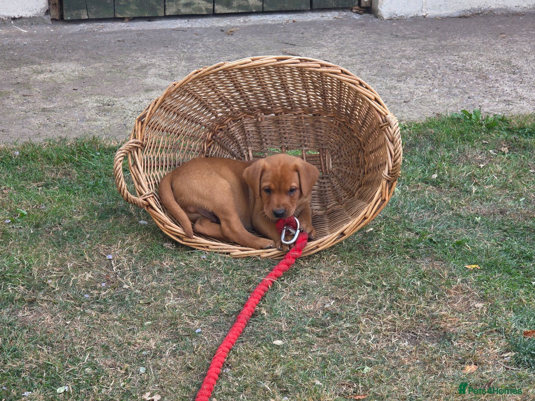 Labrador Retriever dogs for sale: KC Registered Fox Red Labrador Puppies - Image 26