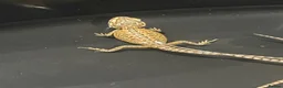 Bearded Dragon reptiles for sale: Bearded dragons  in Dover - Advert 12