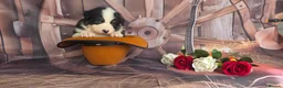 Australian Shepherd dogs for sale: Australian shepherds  - Advert 15