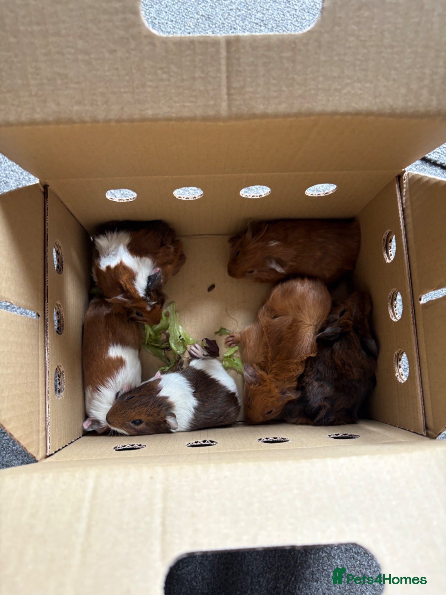 Guinea Pig rodents for sale: Guinea pigs  - Advert 2