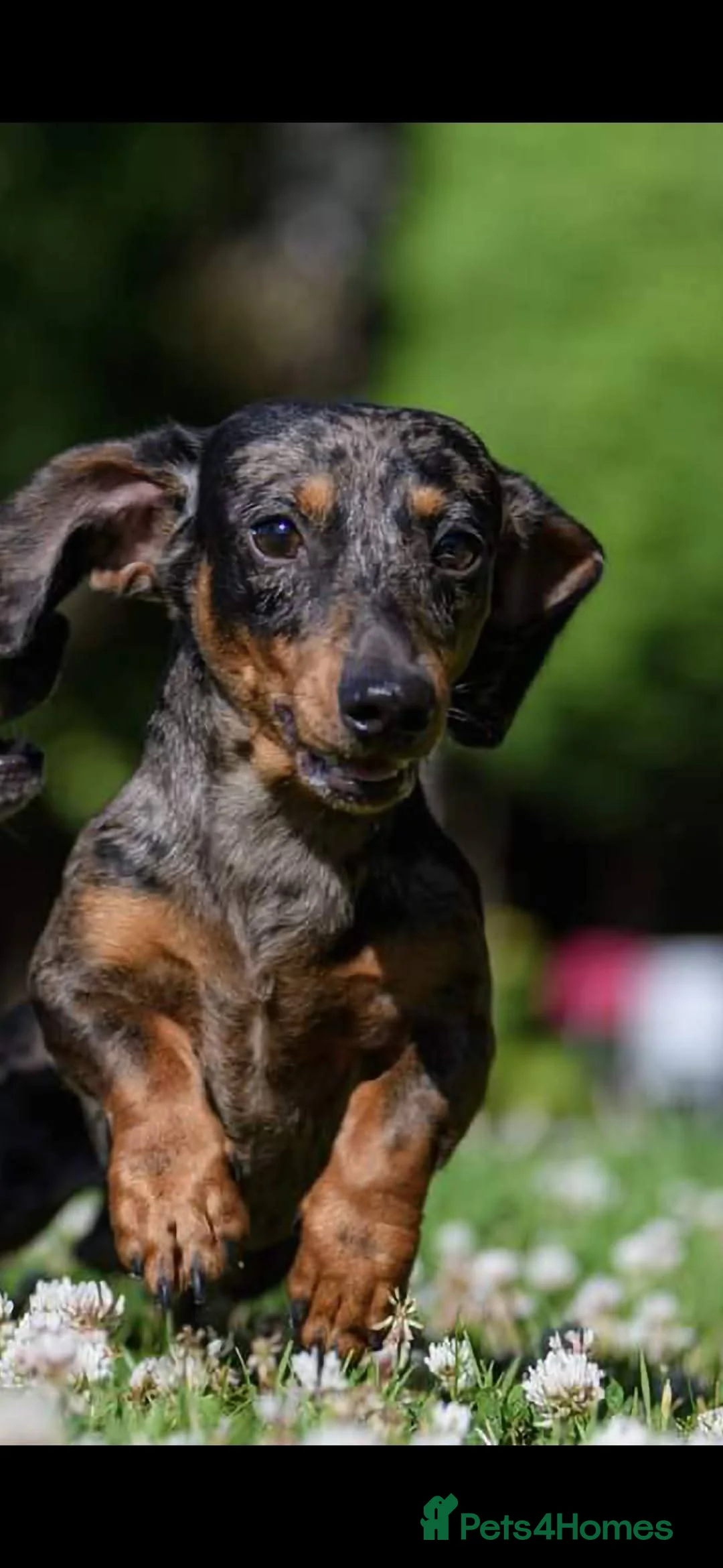 Miniature Dachshund dogs for stud: Leprimas Boycie - Advert 1