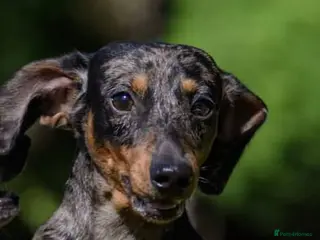 Miniature Dachshund dogs Leprimas Boycie - Advert 5