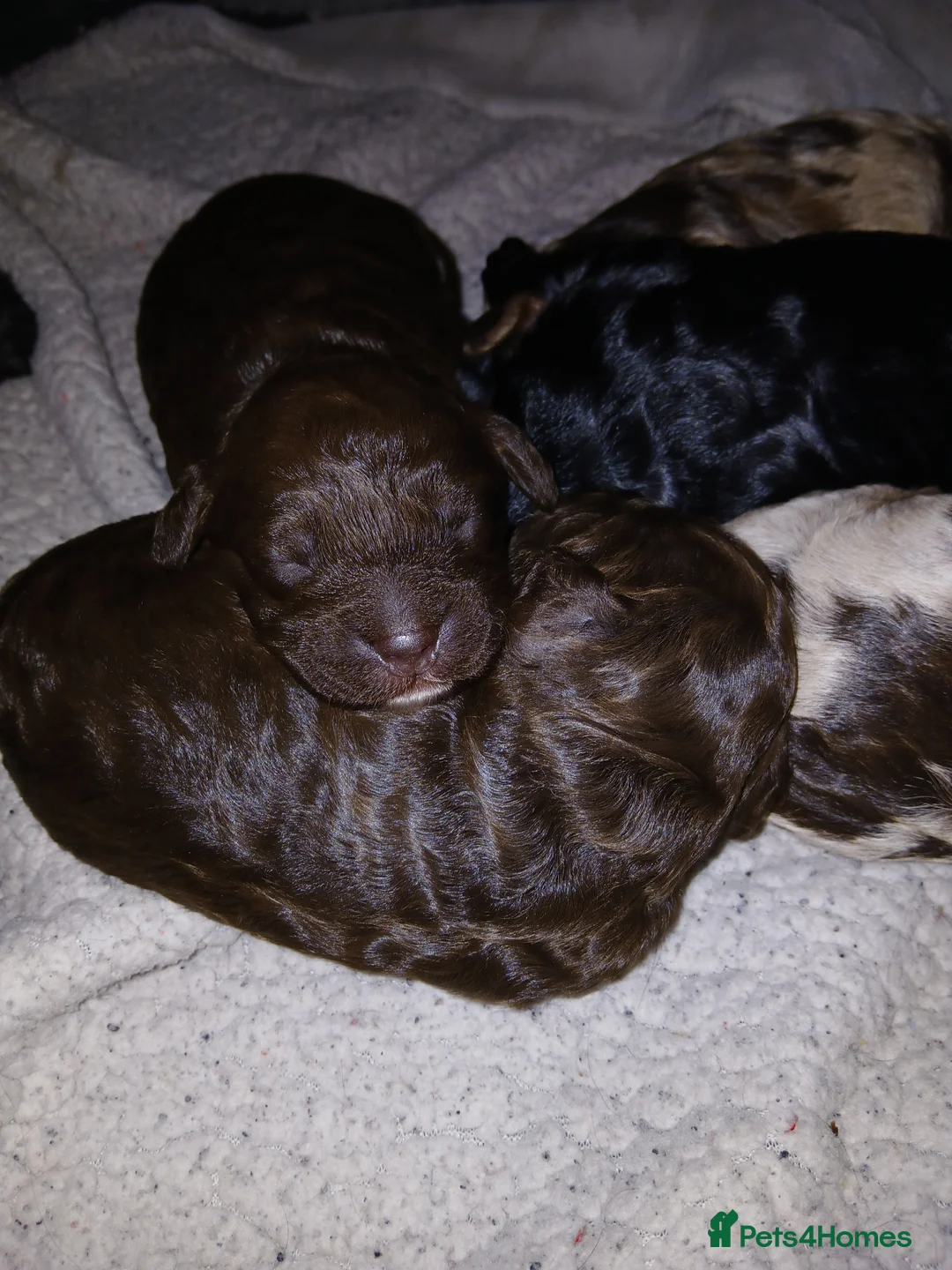 Cockapoo dogs for sale: F1 miniature cockapoos available 16th feb - Advert 10