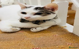 British Shorthair cats for sale: Various Cat / Kittens available  - Image 2