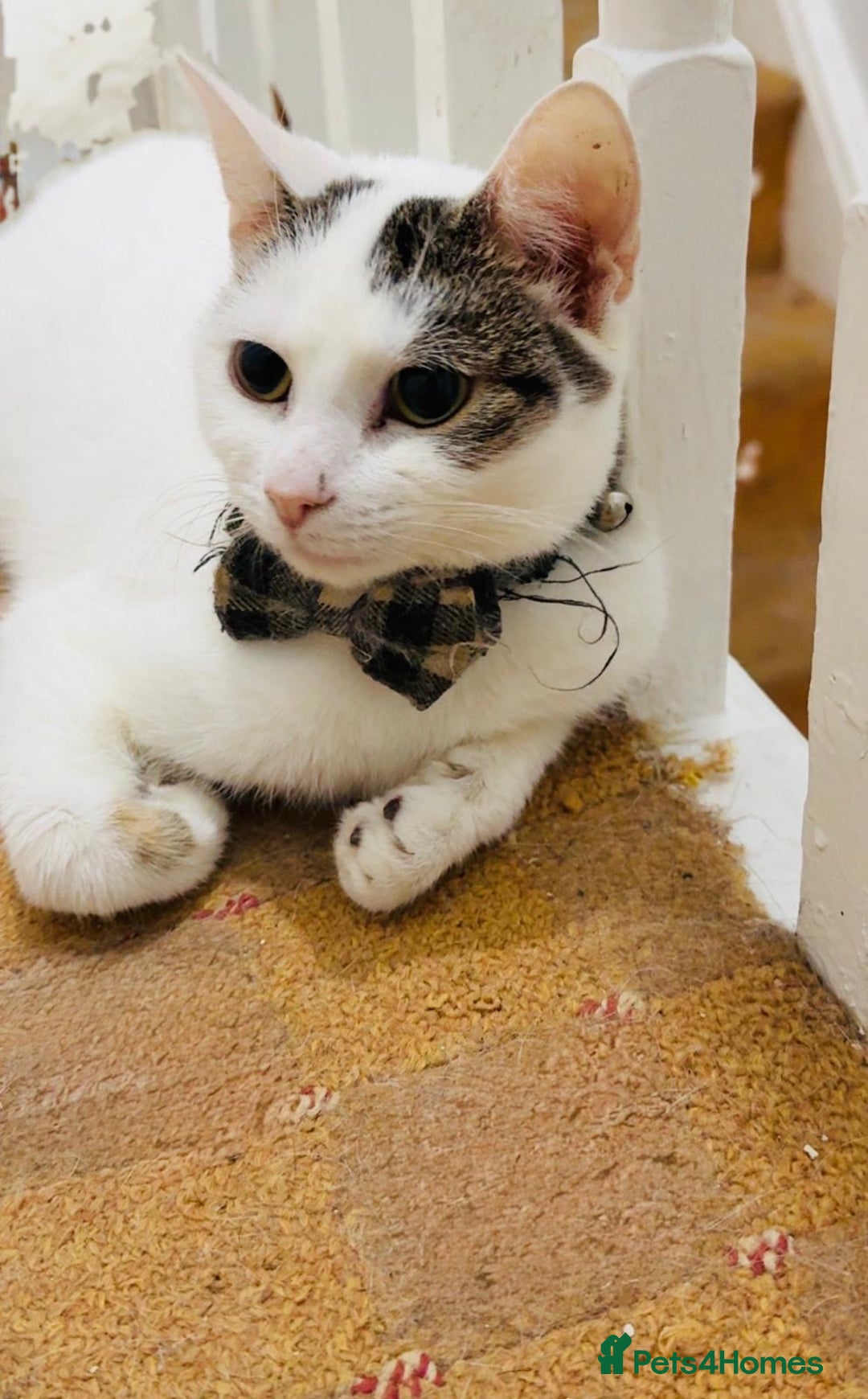 British Shorthair cats for sale: Various Cat / Kittens available  - Image 2