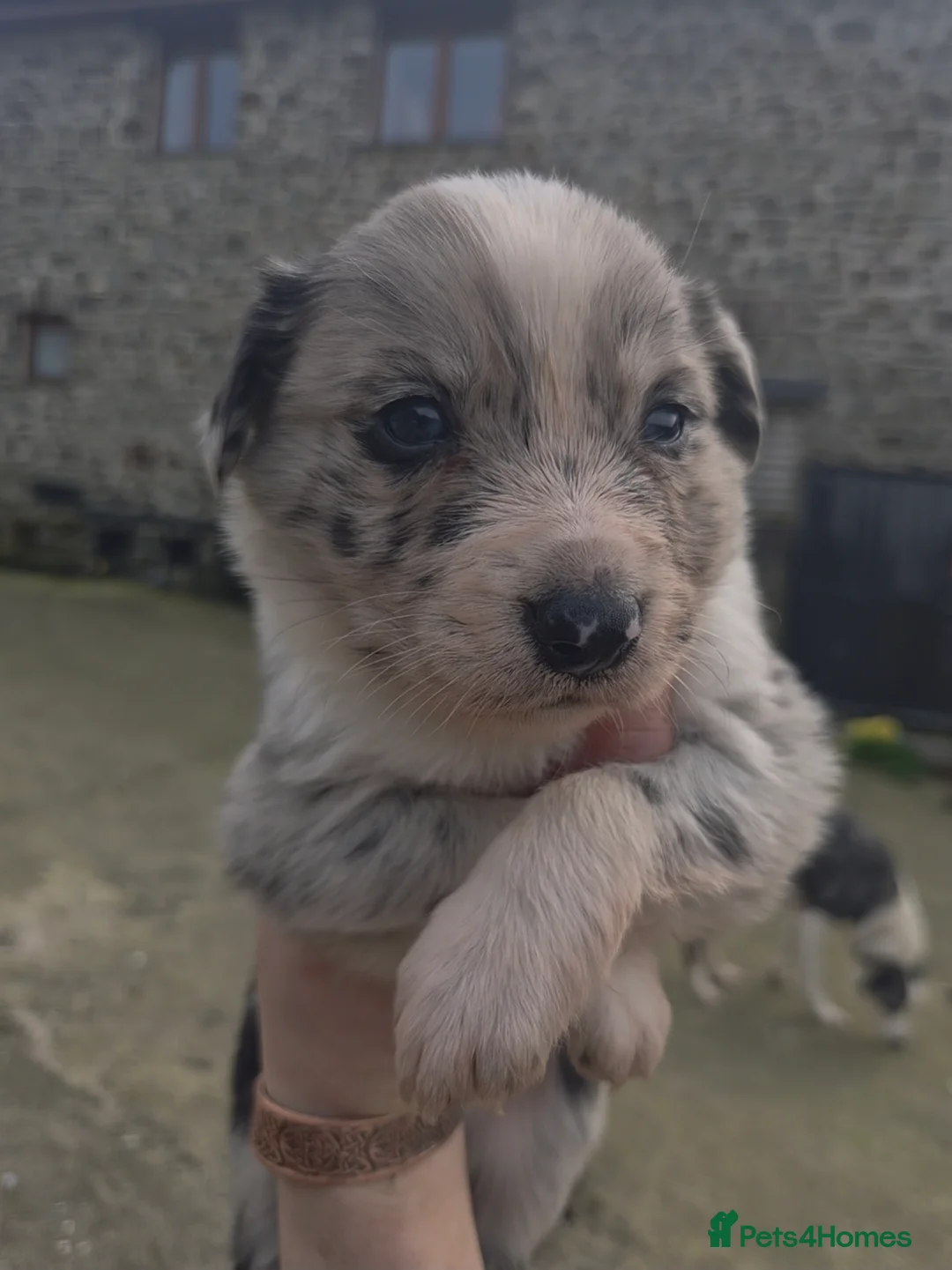 Border Collie dogs for sale: Merle collie pups - Advert 2