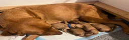 Labrador Retriever dogs for sale: Fox Red KC registered working Labrador puppies  - Advert 6