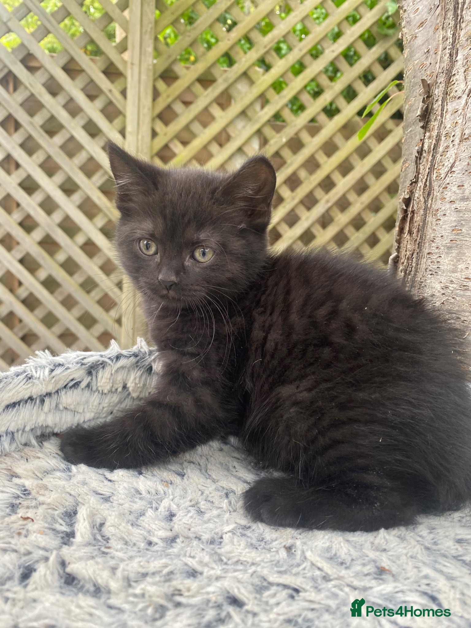 Mixed Breed cats British short hair cross kittens - Advert 13