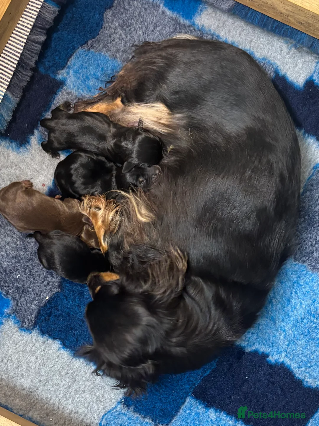 Miniature Dachshund dogs for sale: Miniature Dachshund Puppies - Advert 4