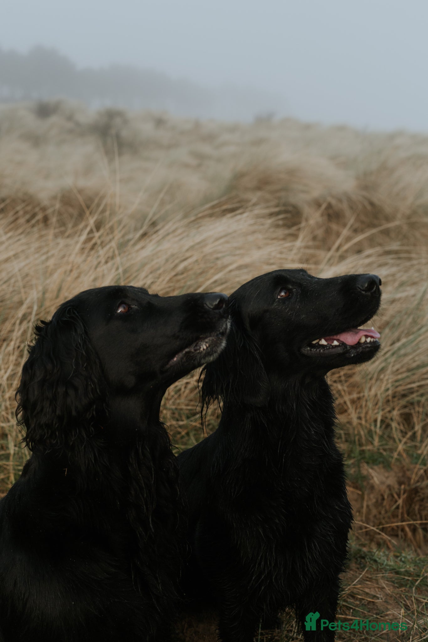 Flat coated Retriever dogs KC Reg Flat Coated Retrievers  - Advert 1