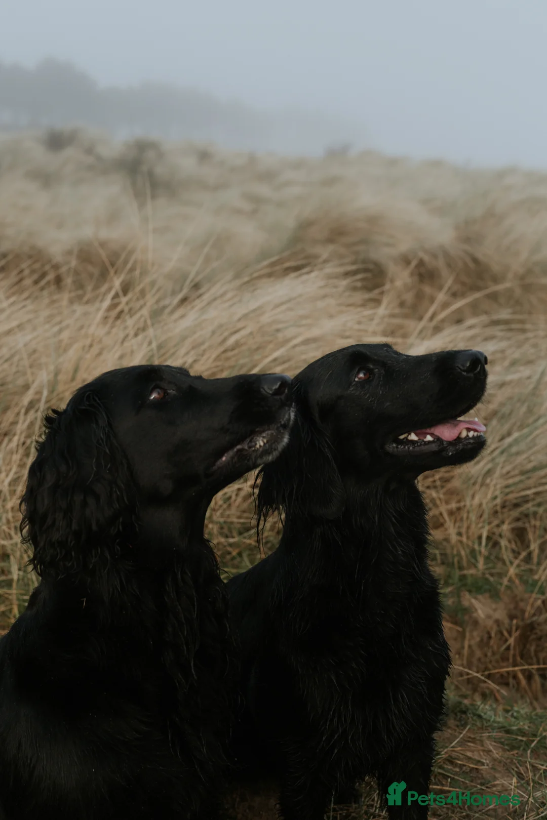 Flat coated Retriever dogs for sale: KC Reg Flat Coated Retrievers  - Advert 1