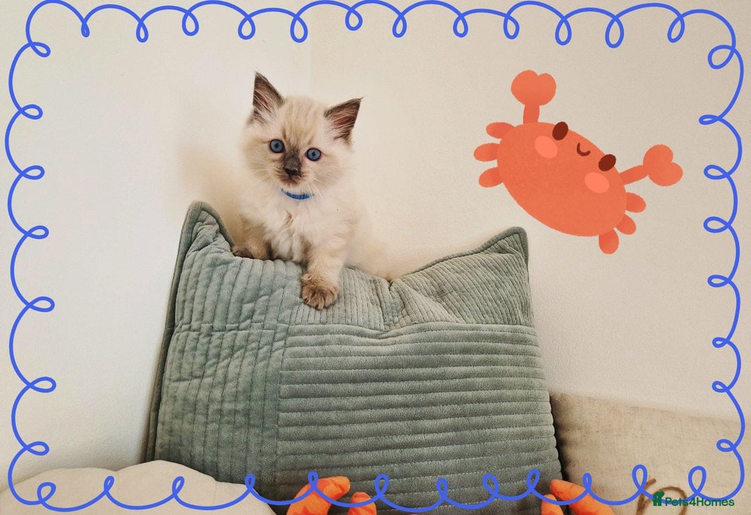Ragdoll cats for sale: Top-Quality Pedigree Ragdoll Kittens - 3 AVAILABLE - Image 15