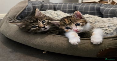 Domestic Shorthair cats - Advert 5