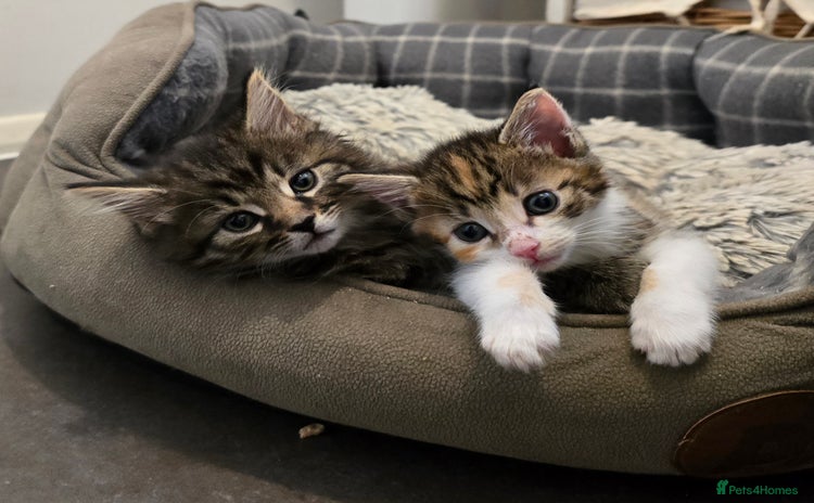 Domestic Shorthair cats - Advert 1
