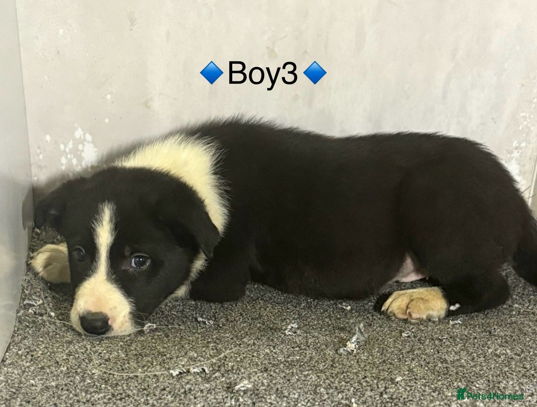 Border Collie dogs for sale: 6 Border Collie Puppies - Advert 2