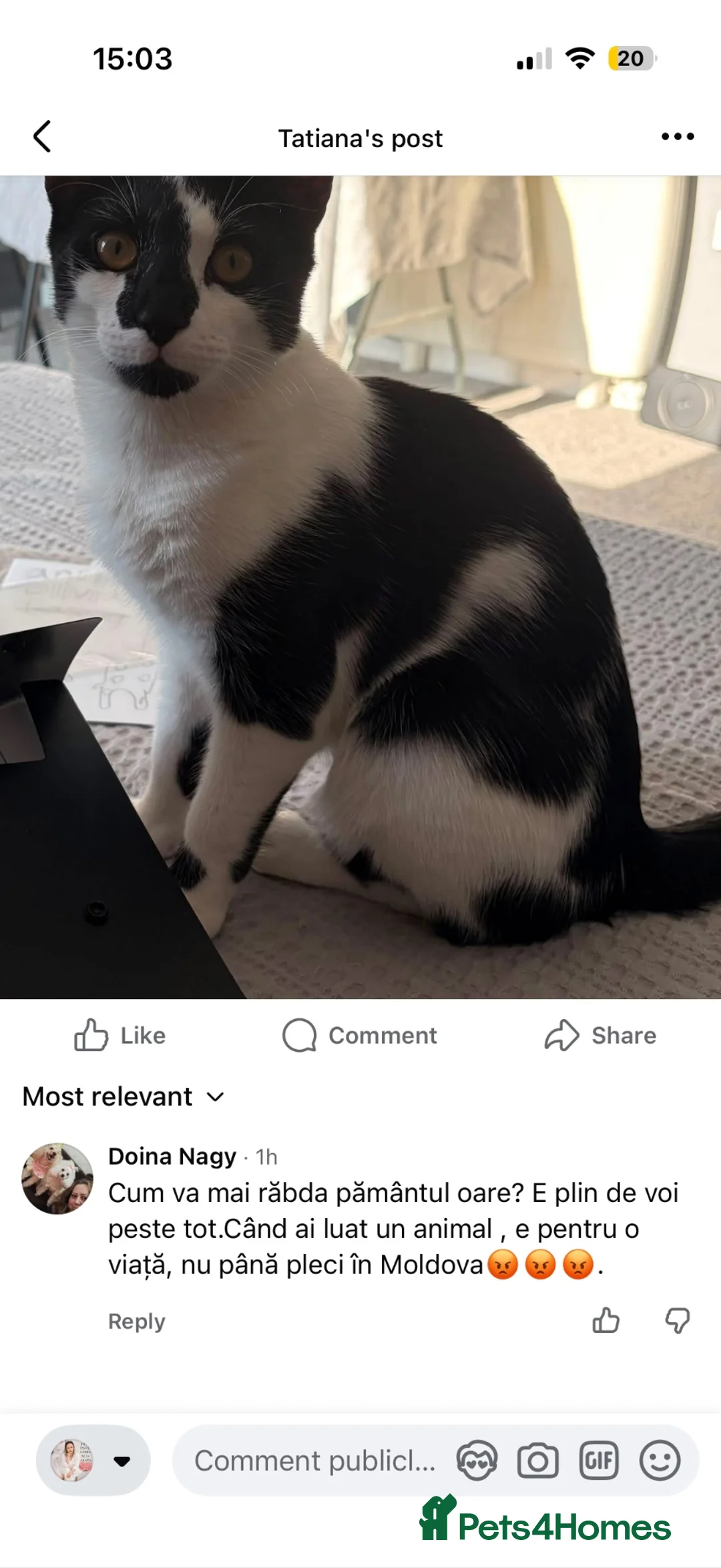 American Shorthair cats for sale: Oreo Free for adoption  in London - Advert 1