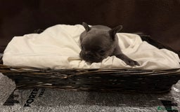French Bulldog dogs for sale: 7 beautiful French bulldog puppies for sale - Image 7