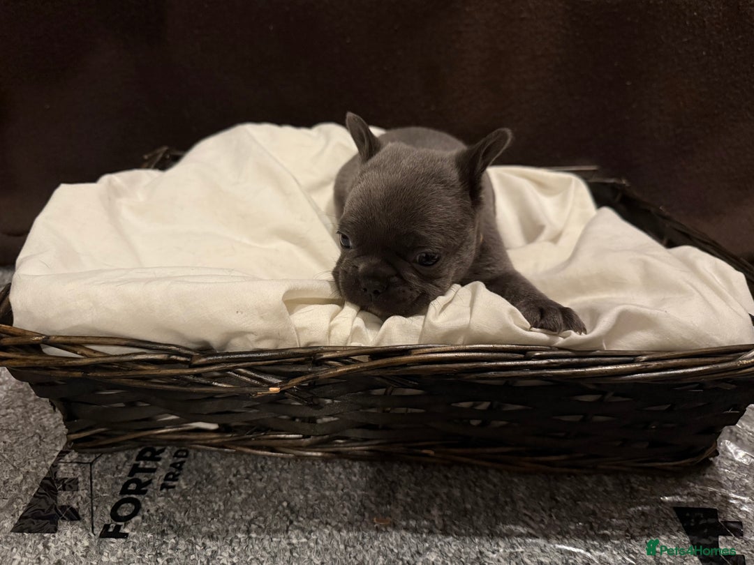 French Bulldog dogs for sale: 7 beautiful French bulldog puppies for sale - Image 7