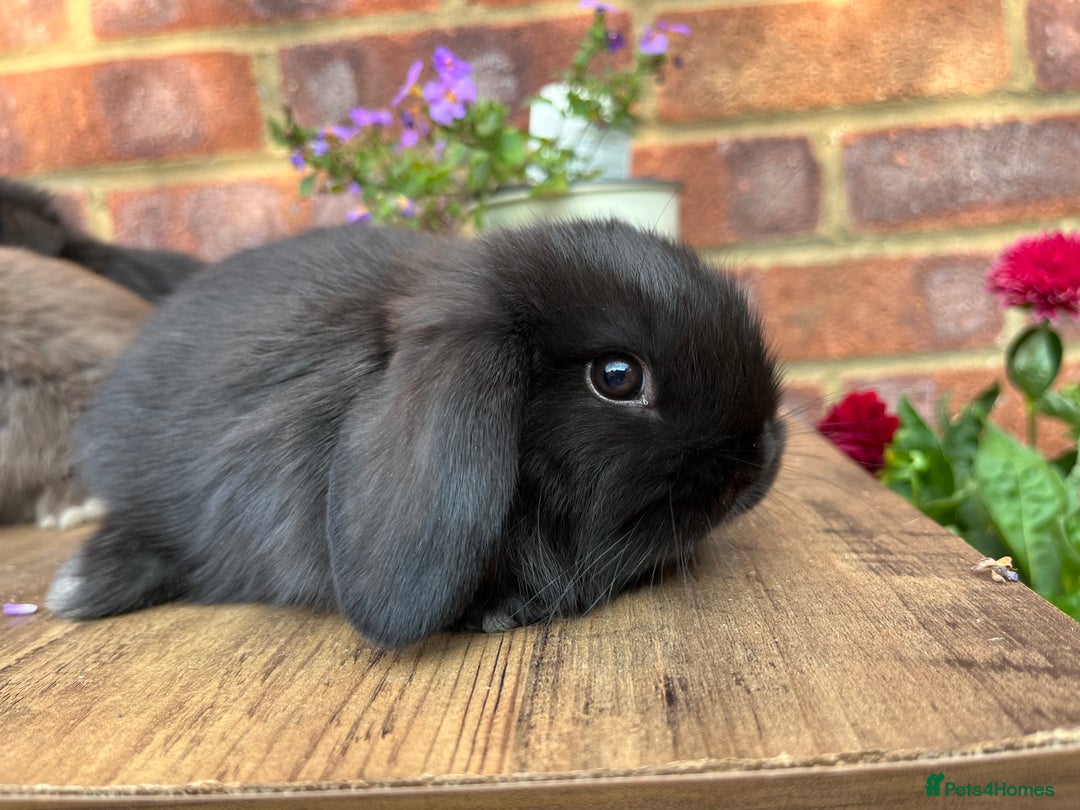 Mini Lop rabbits for sale: Mini lop babies RTL 2nd September - Image 12