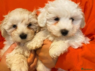 Maltipoo dogs F1 HEALTH TESTED QUALITY TOY MALTIPOO PUPPIES - Advert 1