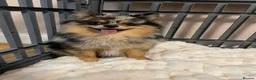 Pomchi dogs for sale: Beautiful Blue/Tan Pomeranian Merle Girl  - Advert 5