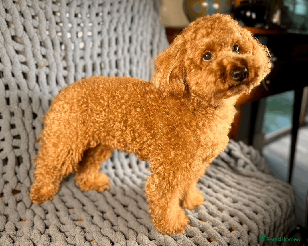 Toy Poodle dogs for stud: Exquisite Proven KC Red Stud DNA Clear Eye Tested - Advert 2