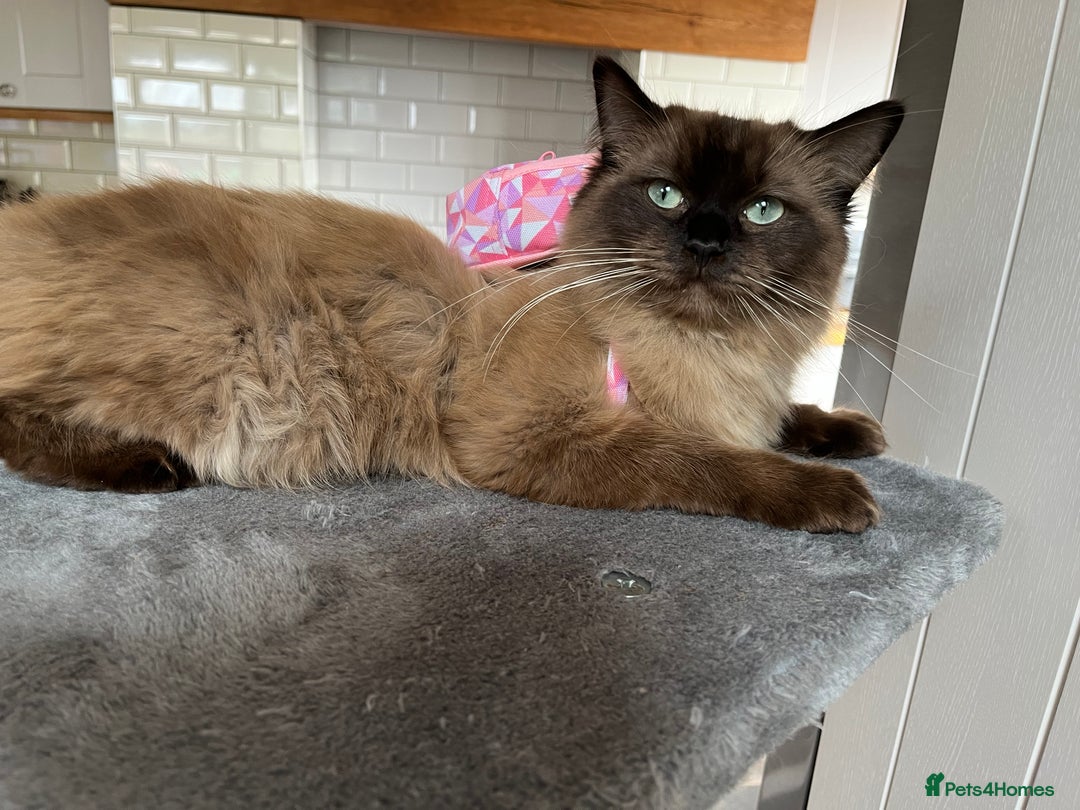 Ragdoll cats for sale: Beautiful Ragdoll boys  - Image 6