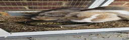 English Lop rabbits for sale: 🐰 Adorable Bonded Lop Rabbits for Sale 🐰 - Advert 6