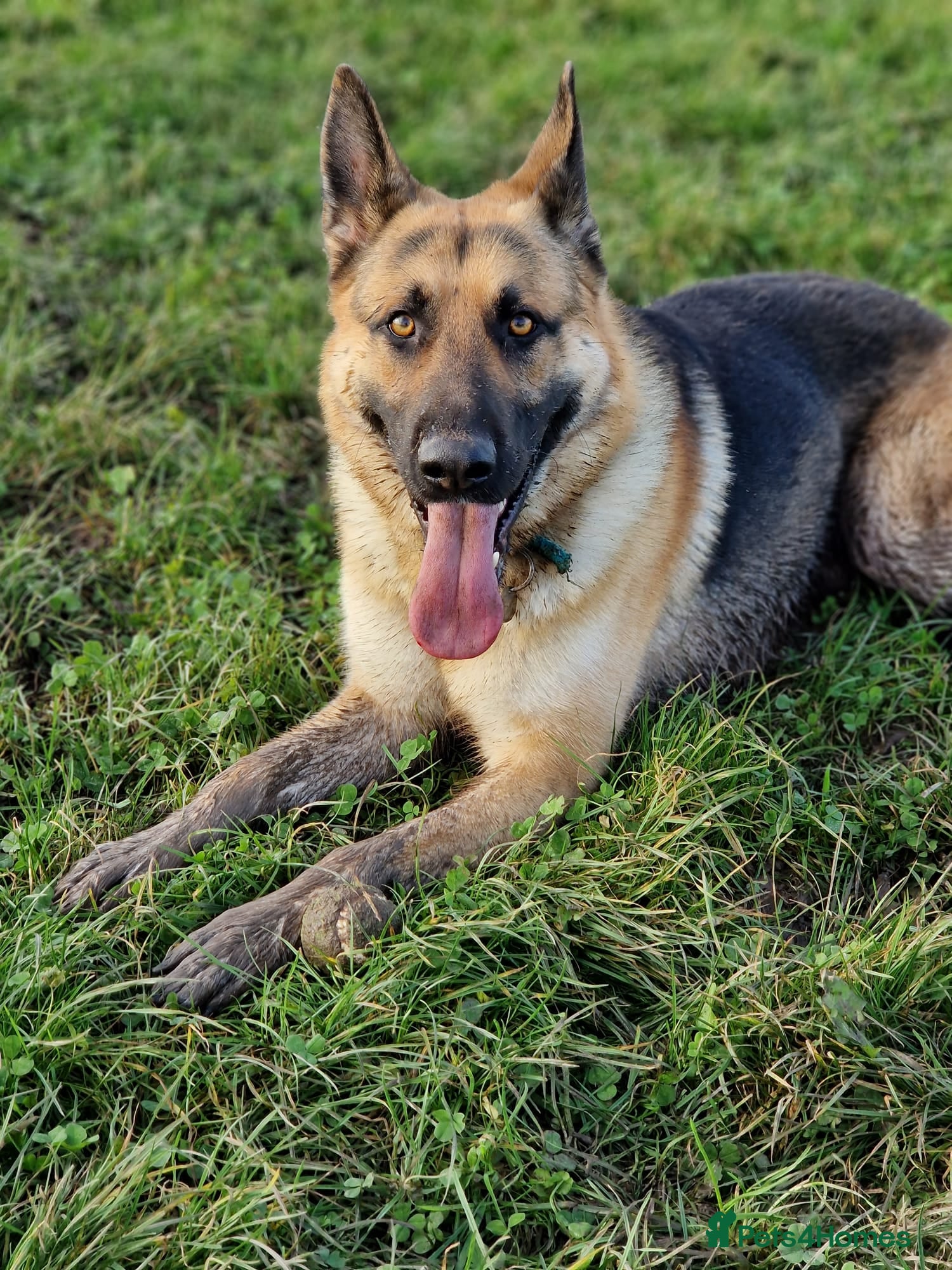 German Shepherd dogs German Shepherd 3 year 10 month  - Advert 2