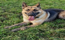 German Shepherd dogs for sale: German Shepherd 3 year 10 month  - Image 1