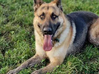 German Shepherd dogs German Shepherd 3 year 10 month - Advert 1