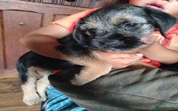 Border Terrier dogs for sale: Fully vaccination 1 boy left  - Image 11