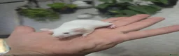 Mouse rodents for sale: Female mice various colours (READ AD) - Advert 6