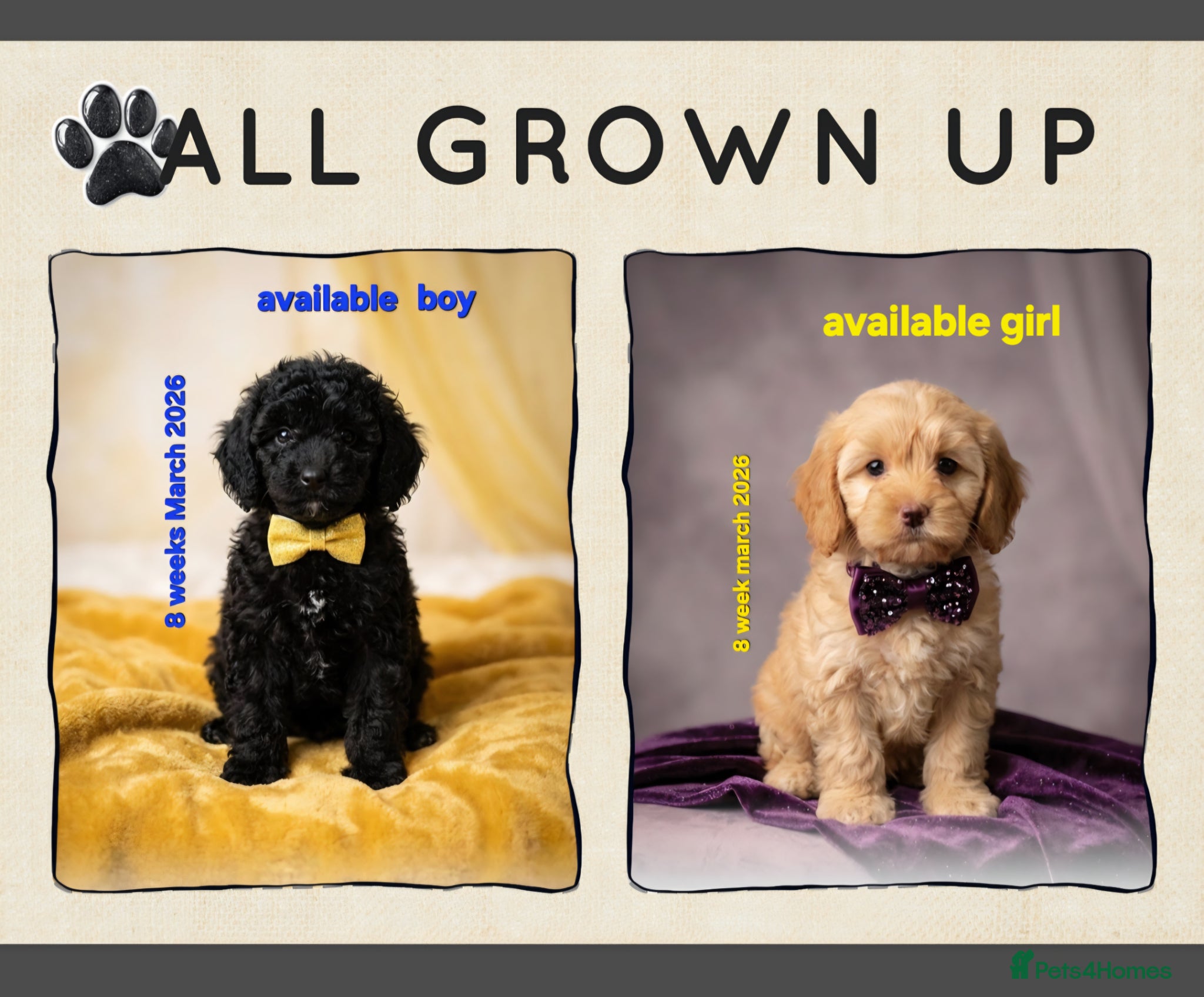 Cockapoo dogs 8-WeekOld Cockapoos Pups intelligent no sit, paw - Advert 2