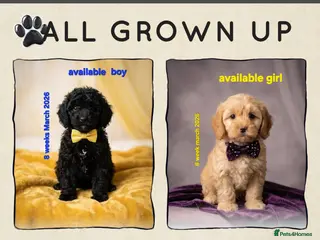 Cockapoo dogs 8-WeekOld Cockapoos Pups intelligent no sit, paw - Advert 2