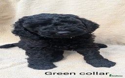 Poodle dogs for sale: Moyen Poodles - Image 7