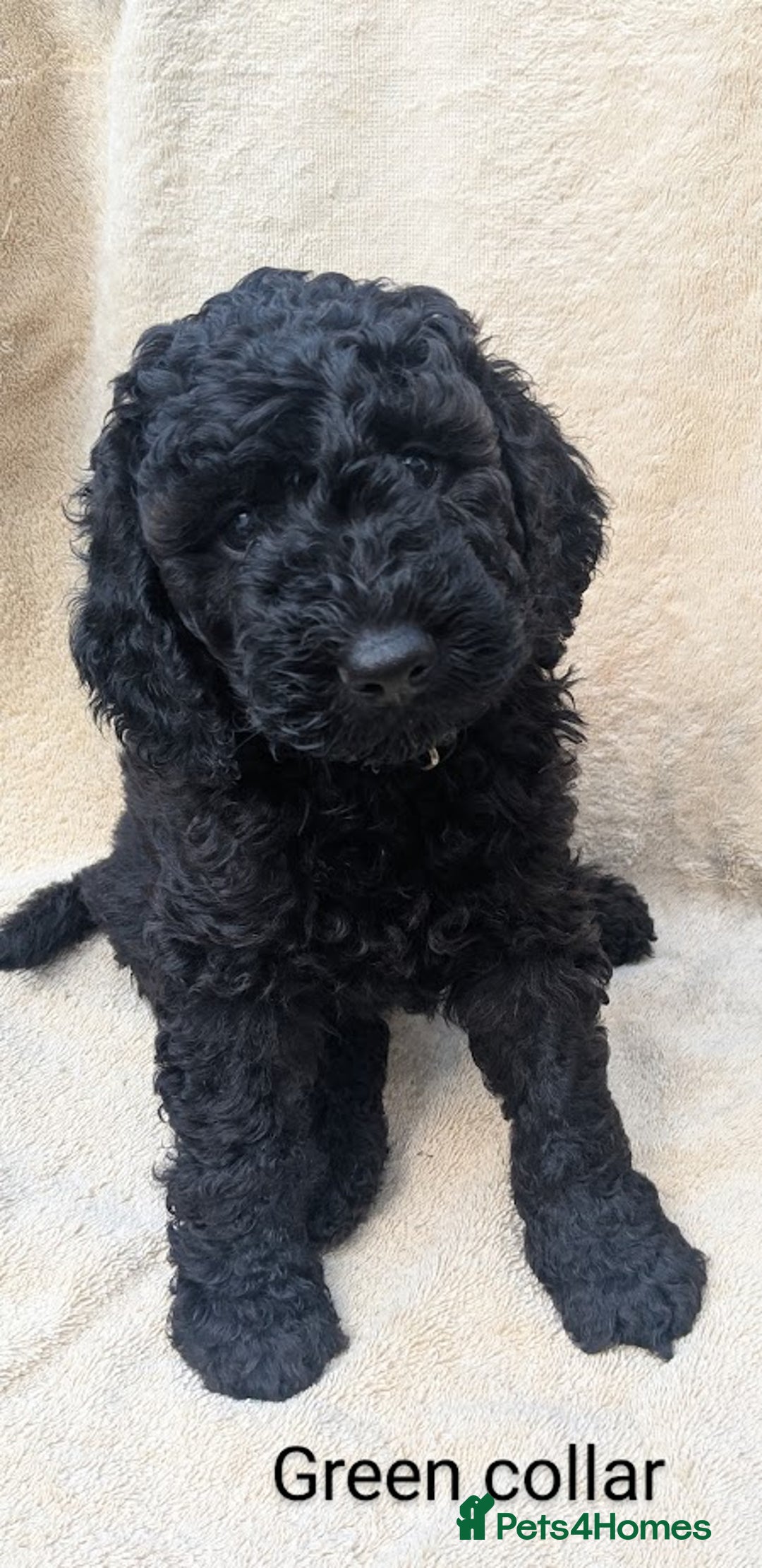 Poodle dogs for sale: Moyen Poodles - Image 7