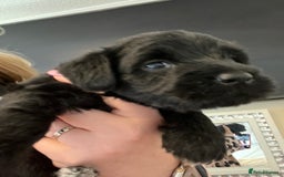 Miniature Schnauzer dogs for sale: 🐾🤎🐶Cavaschnauzer-Pups🐶🤎🐾 - Image 21