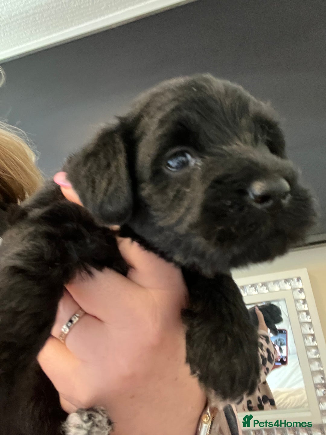 Miniature Schnauzer dogs for sale: 🐾🤎🐶Cavaschnauzer-Pups🐶🤎🐾 - Image 21