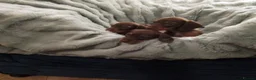 Miniature Dachshund dogs for sale: Miniature Dachshund puppies  in Trimdon Station - Advert 10
