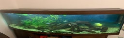Other/Mixed Breed fish for sale: Fish and fish tank with filter and full set up. - Advert 3