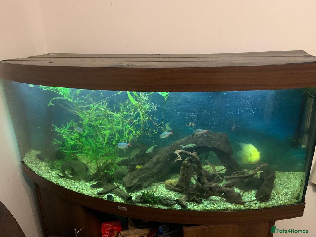 Other/Mixed Breed fish for sale: Fish and fish tank with filter and full set up. - Advert 3