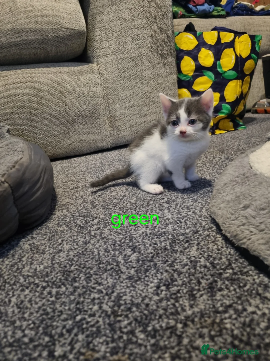 Mixed Breed cats for sale: Beautiful kittens for sale  - Advert 13