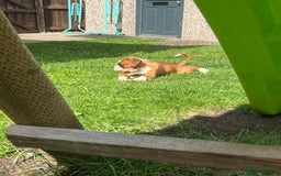 Boxer dogs for sale: Kc Boxer 1 Tailed Girl Left - Image 7