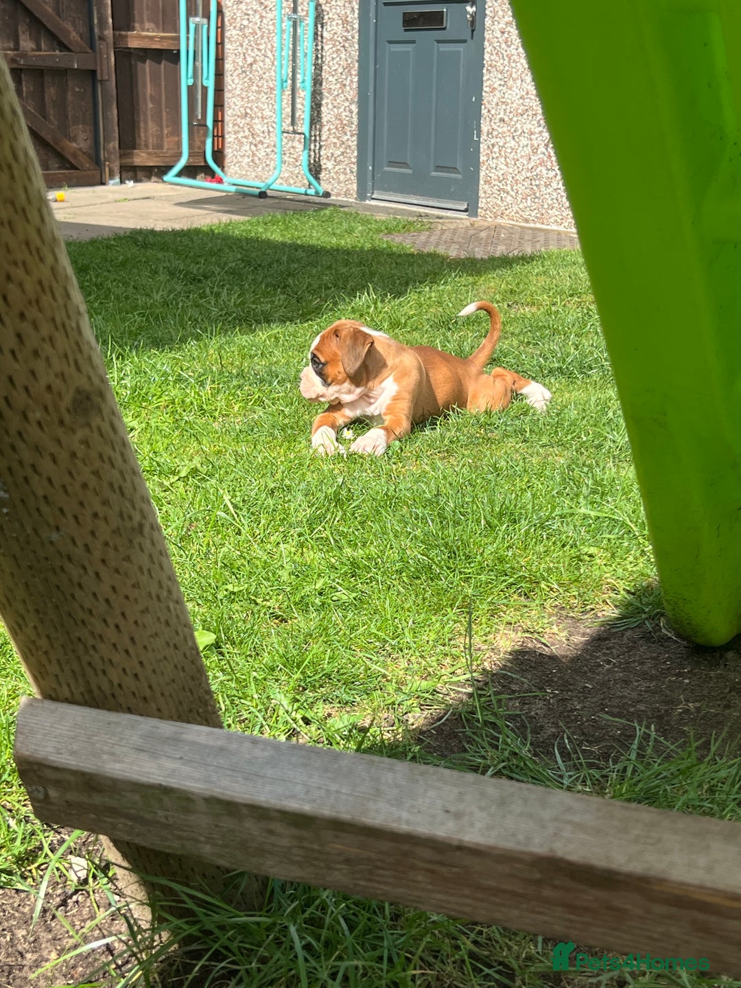 Boxer dogs for sale: Kc Boxer 1 Tailed Girl Left - Image 7
