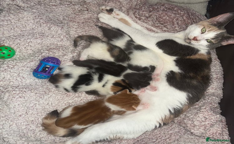Mixed Breed cats - Advert 16